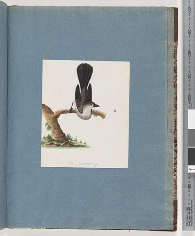Page 107. Unidentified Bird by Unknown artist