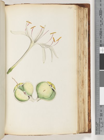 Page 108. Lily by Unknown artist