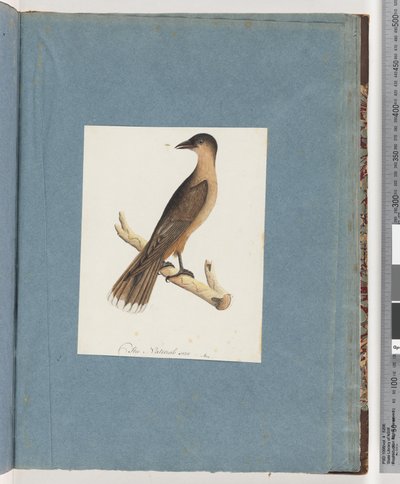 Page 110. Unidentified Bird by Unknown artist