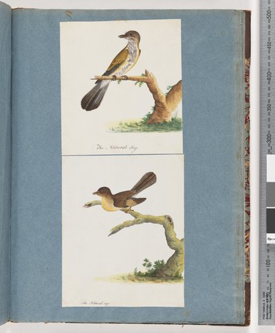 Page 111. Unidentified Bird. 112. Unidentified Bird by Unknown artist