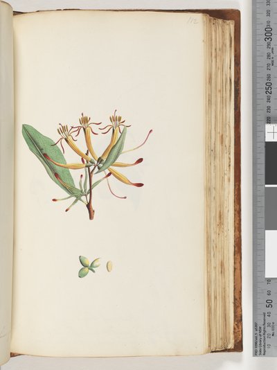 Page 112. Unidentified plant by Unknown artist