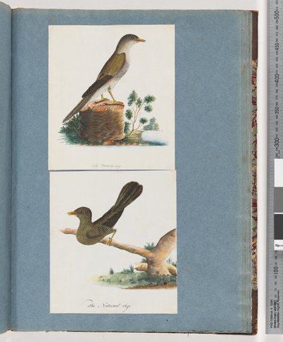 Page 115. Unidentified Bird. Bell, miner by Unknown artist