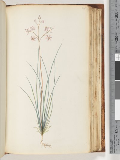 Page 115. Unidentified Plant by Unknown artist