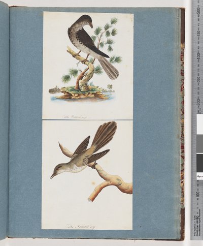Unidentified Bird by Unknown artist