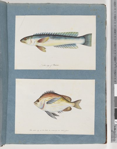 Page 11. Unidentified Fish. 12. Unidentified Fish by Unknown artist