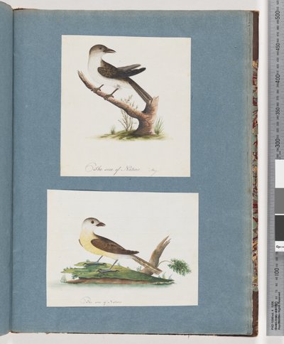 Page 121. Unidentified Bird. 122. Unidentified Bird by Unknown artist