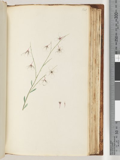Unidentified plant by Unknown artist