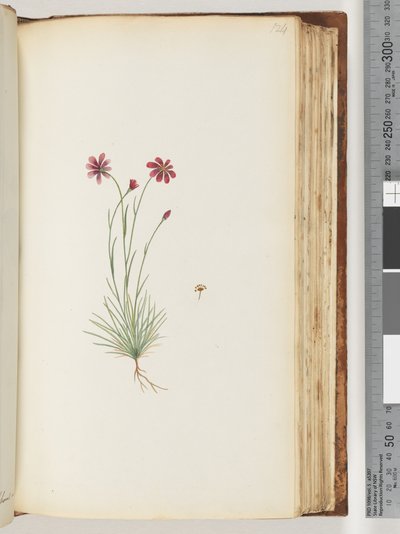 Page 124. Unidentified Plant by Unknown artist