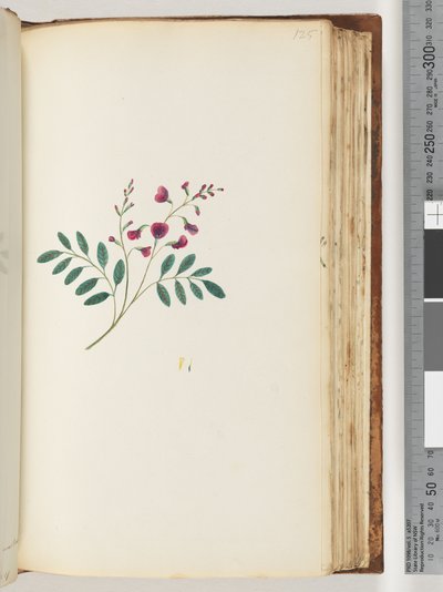 Unidentified plant by Unknown artist