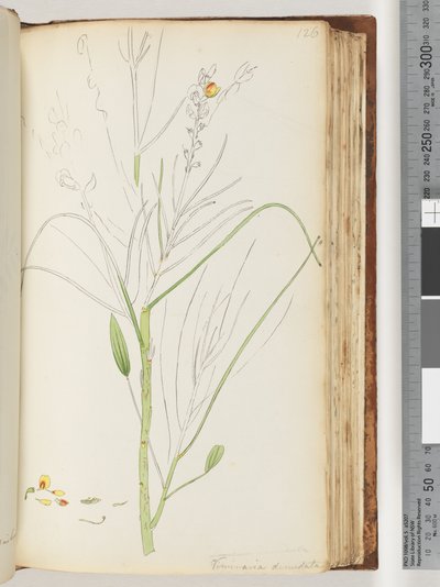 Page 126. Unfinished Drawing of Viminaria Denudata by Unknown artist