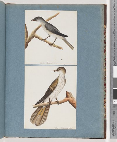 Page 127. Unidentified Bird. 128. Unidentified Bird by Unknown artist