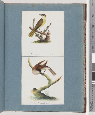 Unidentified Bird by Unknown artist