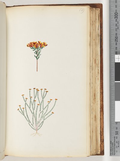 Page 129. Unidentified Plant by Unknown artist