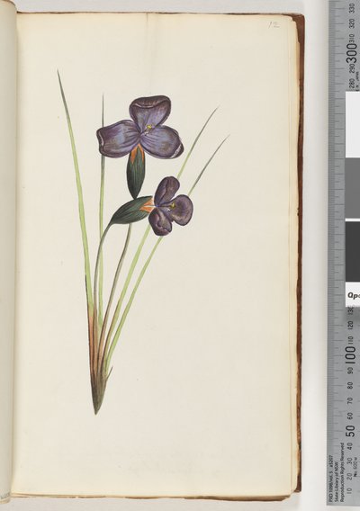 Page 12. Unidentified plant by Unknown artist