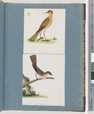 Page 131. Unidentified Bird. 132. Unidentified Bird by Unknown artist