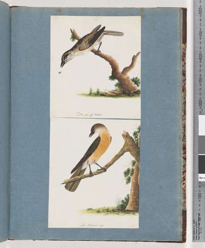 Page 133. Unidentified Bird. 134. Unidentified Bird by Unknown artist