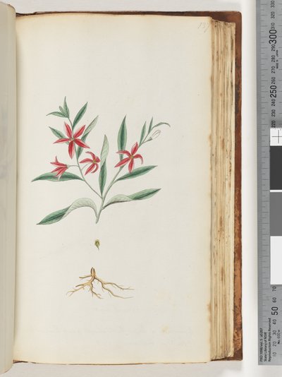 Page 137. Unidentified Plant by Unknown artist