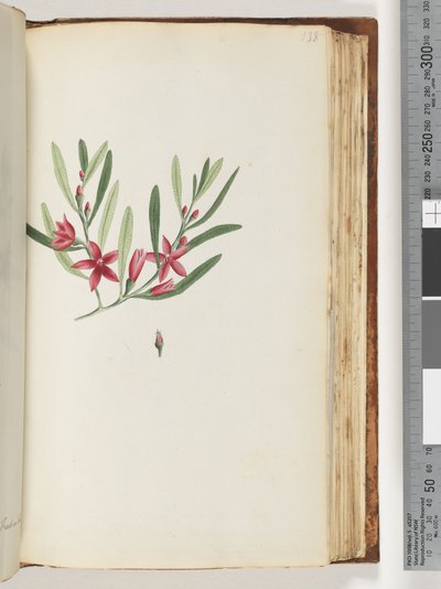 Page 138. Unnamed Flowering Plant and Insect by Unknown artist