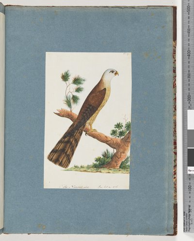Page 141. Unidentified Bird by Unknown artist