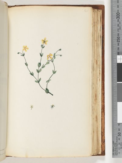 Page 141. Unidentified Plant by Unknown artist