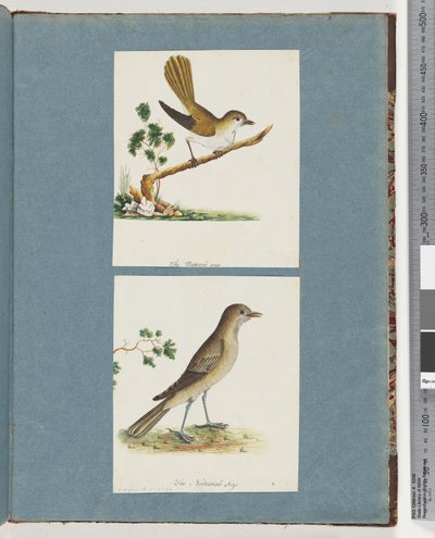 Page 142. Unidentified Bird. 143. Unidentified Bird by Unknown artist