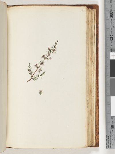 Page 144. Unidentified plant by Unknown artist
