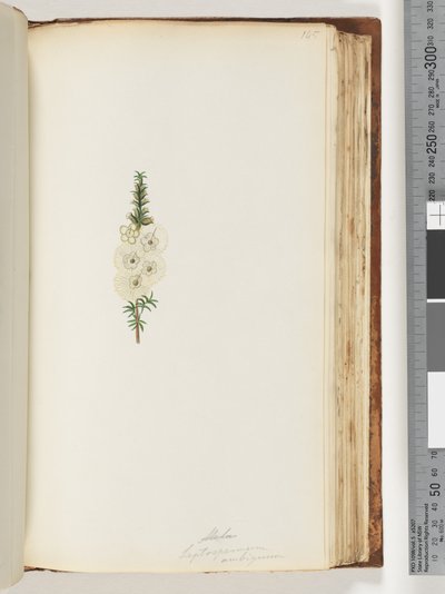 Page 145. Alela / Leptospermum ambiguum by Unknown artist