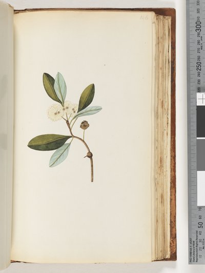 Page 146. Unidentified Plant by Unknown artist