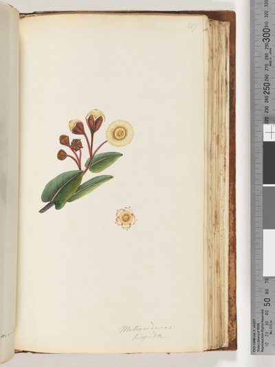 Page 147. Metrosideros Hispida by Unknown artist