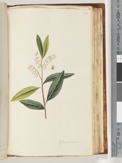 Page 151. Elaeocarpus by Unknown artist