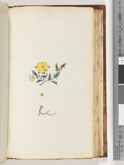 Unidentified plant by Unknown artist