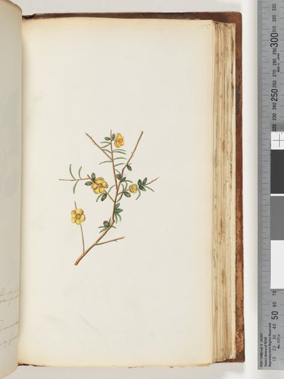 Page 155. Unidentified Plant by Unknown artist