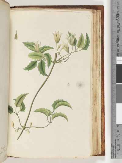Page 157. Unidentified plant by Unknown artist