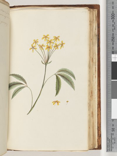 Page 158. Unidentified Plant by Unknown artist