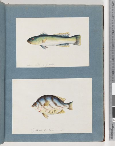 Page 15. Unidentified fish 16. Unidentified fish by Unknown artist