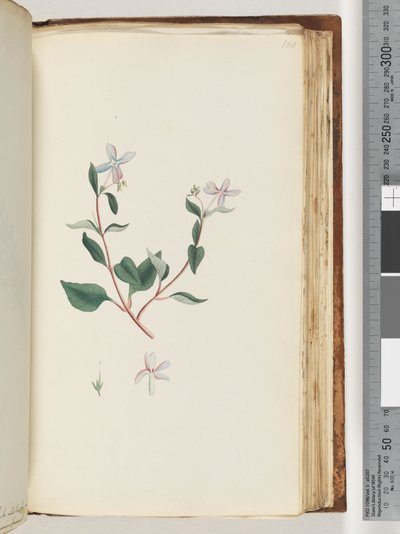 Unidentified plant by Unknown artist