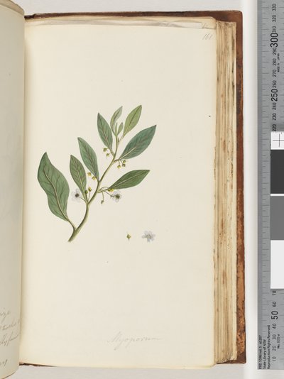 Page 161. Myoporum by Unknown artist