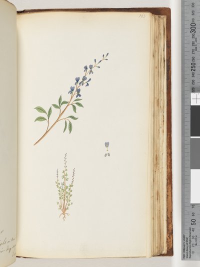 Page 163. Unidentified plant by Unknown artist