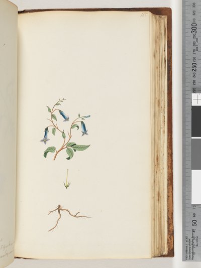 Unidentified plant by Unknown artist