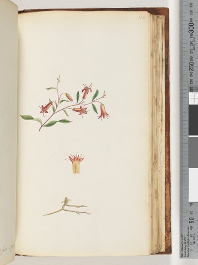 Page 166. Unidentified plant by Unknown artist