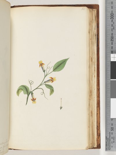 Page 168. Unidentified plant by Unknown artist