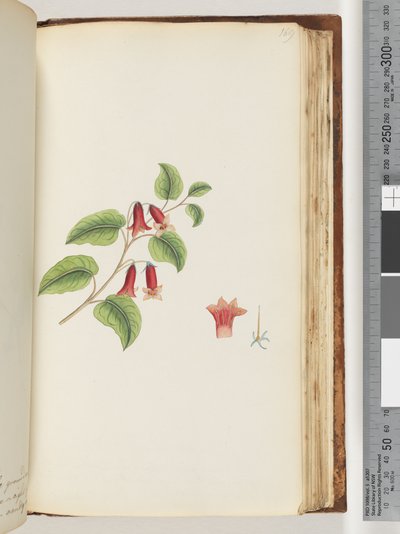 Page 169. Unnamed Flowering Plant by Unknown artist