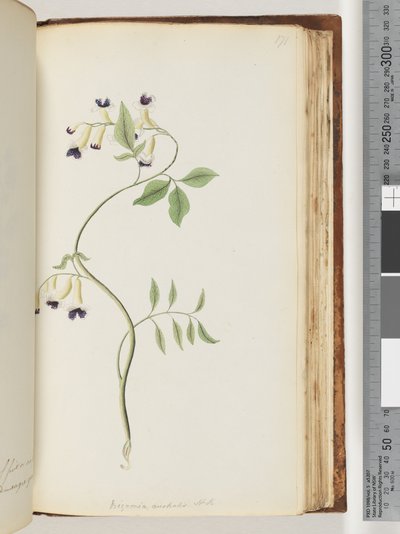 Page 171. Bignonia Australis H.K by Unknown artist