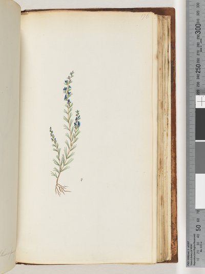 Page 176. Unidentified plant by Unknown artist