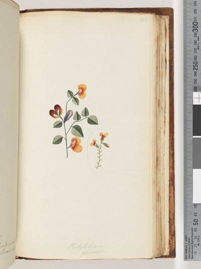 Page 180. Platylobium Formosum, Handsome Flat-pea by Unknown artist