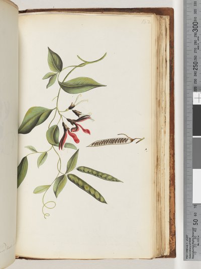 Page 182. Unidentified Plant by Unknown artist