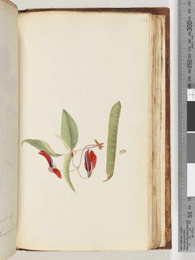 Page 184. Creepers or Woodbines by Unknown artist