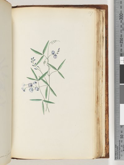 Unidentified Plant by Unknown