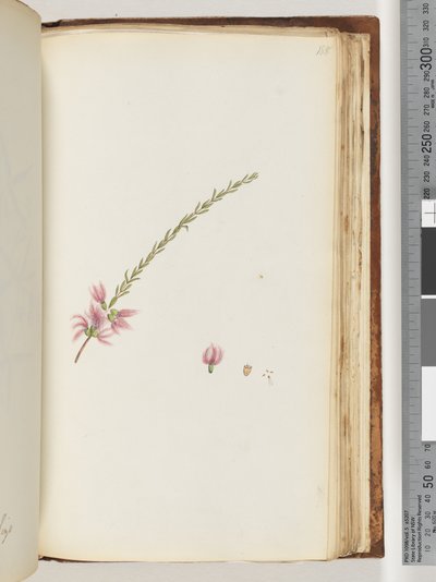 Page 188. Unidentified plant by Unknown artist