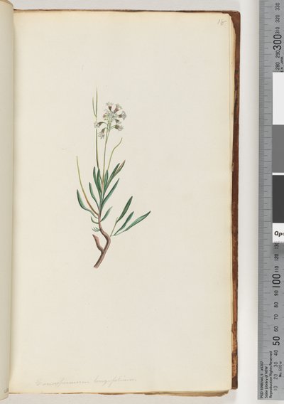 Page 18. Conospermum Longifolium, Long Leaf Coneseeds by Unknown artist
